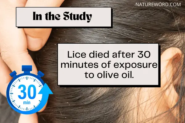 Infographic- time to kill lice after the exposure to olive oil