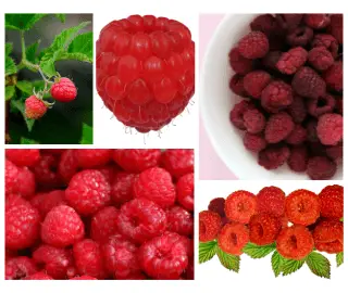 Raspberries Glycemic Index