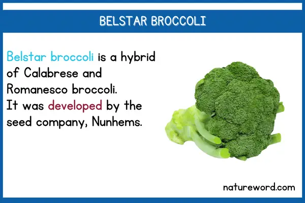 Belstar Broccoli short description