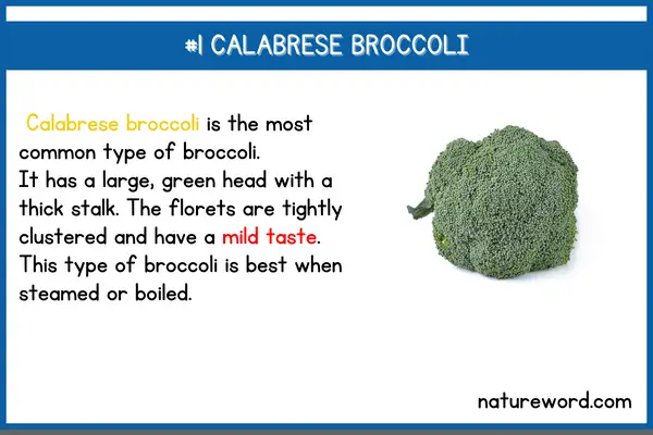 Calabrese Broccoli-short description