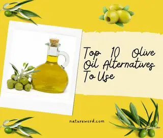 Olive Oil Alternatives To Use