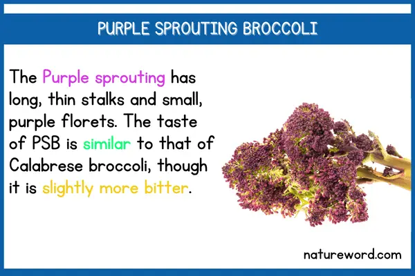 Purple Sprouting Broccoli-short description