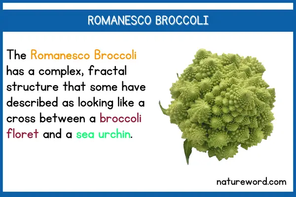 Romanesco Broccoli short description 