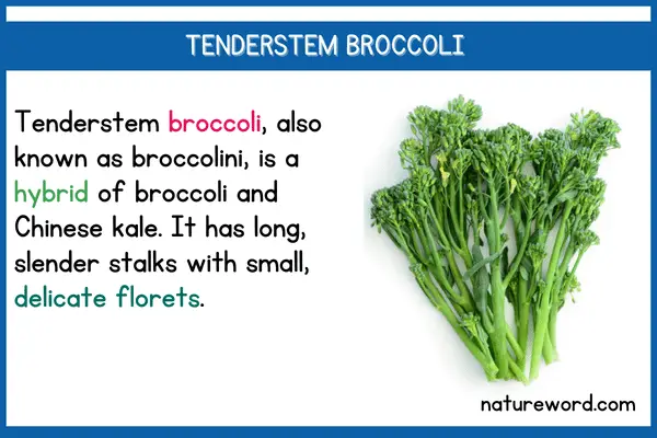 Tenderstem Broccoli -short description