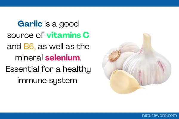 garlic use to treat allergies
