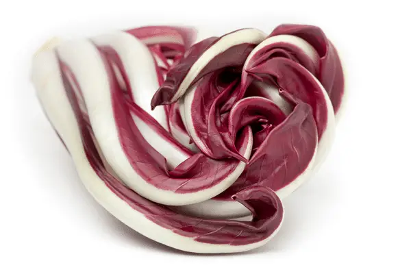 Rosso di Treviso Precoce radicchio