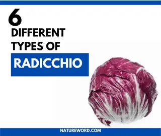 types of radicchio