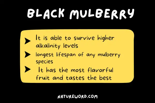 Black Mulberry-varieties