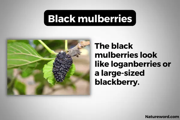 Black mulberries-info