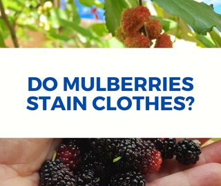 Do Mulberries Stain Clothes