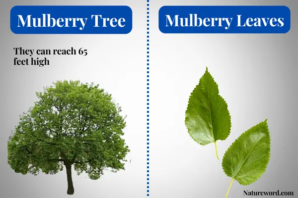 Mulberry Tree-mulberry leaves-info