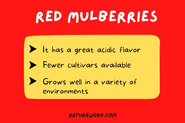 Red Mulberries-varieties