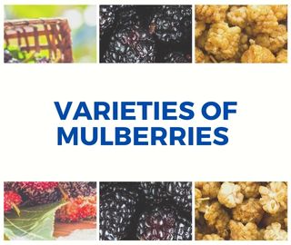 Varieties of Mulberries