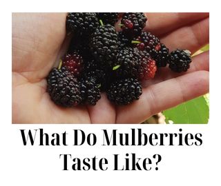What Do Mulberries Taste Like