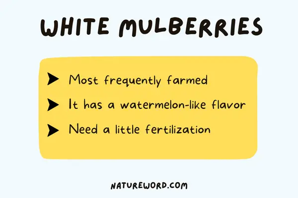 White Mulberries-varieties