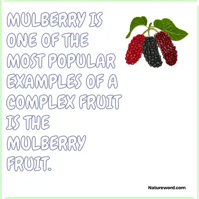 mulberry is an example of compound fruit