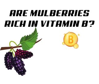 Are Mulberries Rich in Vitamin B