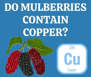 Mulberries-Copper