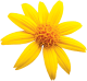 Arnica