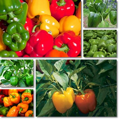 Properties and Benefits of Bell Peppers – NatureWord