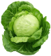 Cabbage