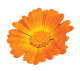 Calendula