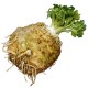 Celeriac