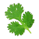 Coriander