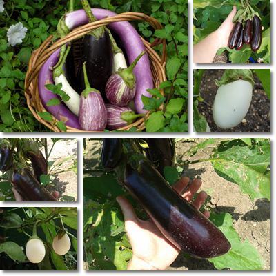 Eggplant small