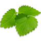 Lemon Balm