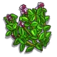 Marjoram