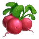 Radish