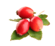 Rose Hip