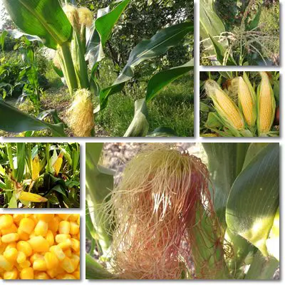 Sweet corn small