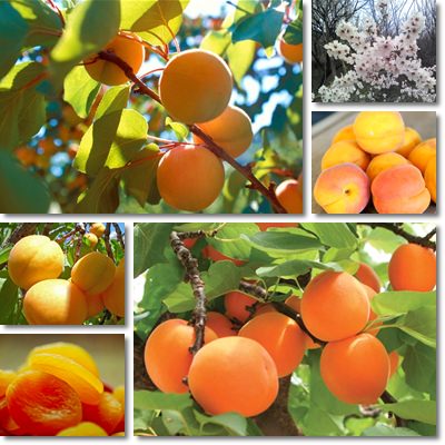 apricots small