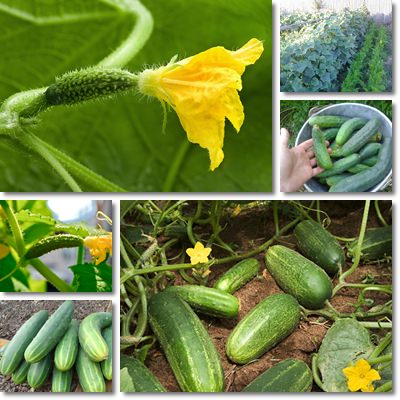 cucumbers small