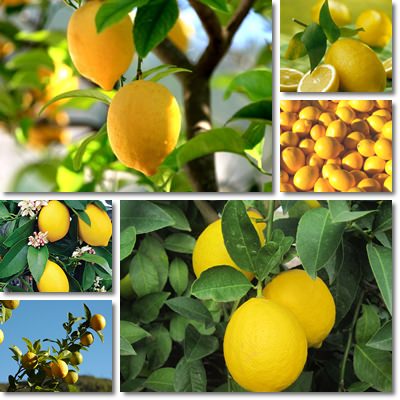 lemons small
