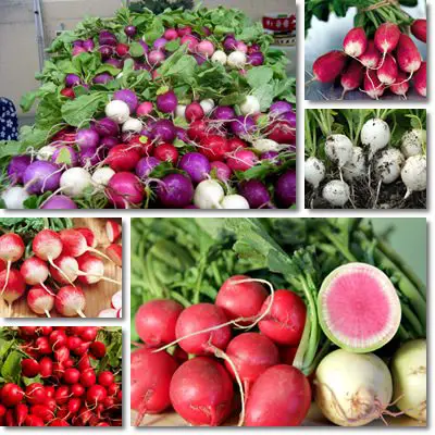 radish small