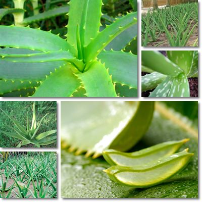 Aloe vera