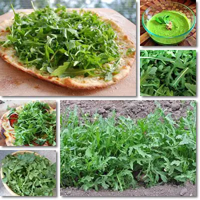 Arugula