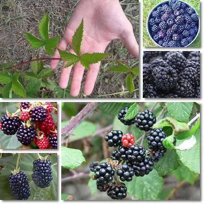 Blackberries