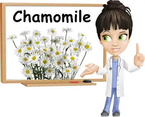 Chamomile benefits