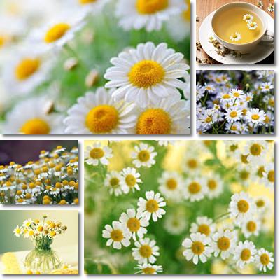 Chamomile