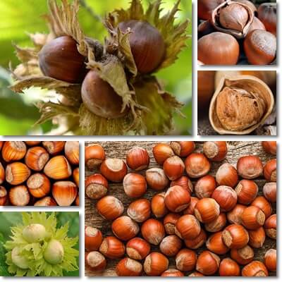 Hazelnuts