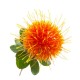 Safflower seed