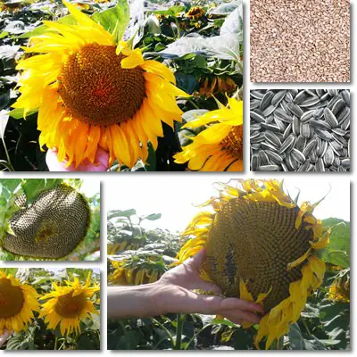 Sunflower seeds