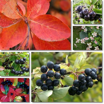 Aronia berries