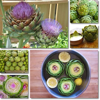 Artichoke