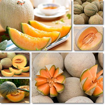 Cantaloupe