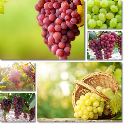 Grapes